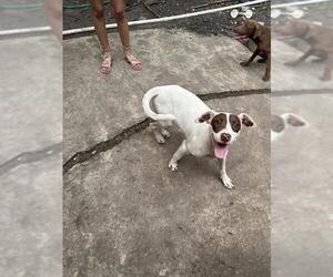 Labrador Retriever-Unknown Mix Dogs for adoption in San Antonio, TX, USA