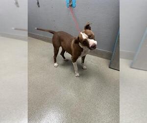 American Pit Bull Terrier-Unknown Mix Dogs for adoption in Las Vegas, NV, USA