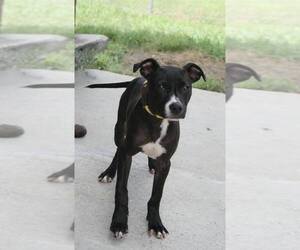 Mutt Dogs for adoption in Abbeville, LA, USA