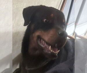Rottweiler Dogs for adoption in Hillsboro, NH, USA