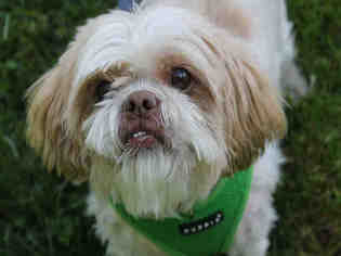 Shih Tzu Dogs for adoption in Brewster, MA, USA