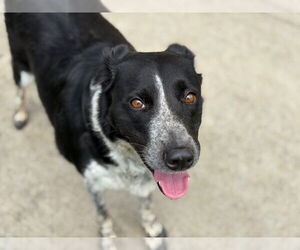 Border Collie Dogs for adoption in Tulsa, OK, USA