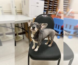 Chiweenie Dogs for adoption in Mundelein, IL, USA