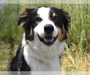 Australian Shepherd Dogs for adoption in Aurora, CO, USA