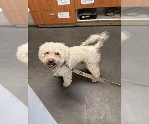 Poodle (Miniature) Dogs for adoption in Santa Cruz, CA, USA