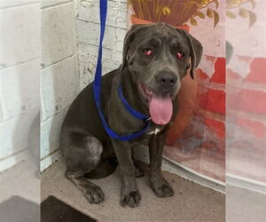 Mutt Dogs for adoption in San Bernardino, CA, USA