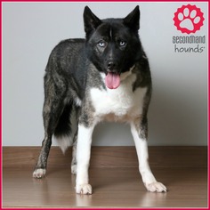 Akita Dogs for adoption in Eden Prairie, MN, USA