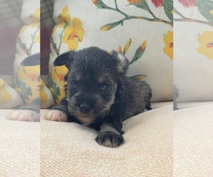 Mutt Dogs for adoption in HOPKINSVILLE/PRINCETON, KY, NH, USA