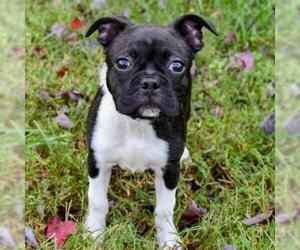 Boston Terrier Dogs for adoption in Cumming, GA, USA