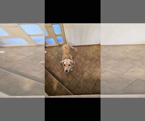 Australian Shepherd-Catahoula Leopard Dog Mix Dogs for adoption in Calgary, Alberta, Canada