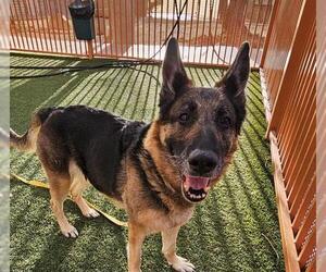 German Shepherd Dog-Unknown Mix Dogs for adoption in Las Vegas, NV, USA