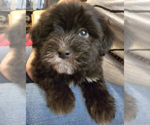 Poodle (Miniature)-Unknown Mix Dogs for adoption in Olalla, WA, USA