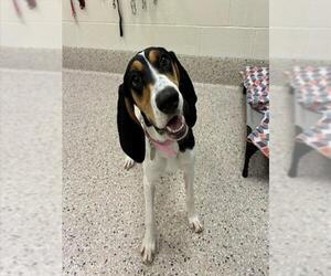 Medium Photo #1 Treeing Walker Coonhound-Unknown Mix Puppy For Sale in Brighton, CO, USA