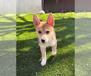 Huskies -Unknown Mix Dogs for adoption in Sandy, UT, USA