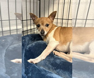 Chihuahua Dogs for adoption in Bolivar, MO, USA