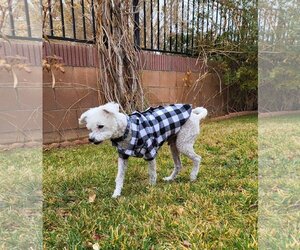 Poodle (Miniature)-Unknown Mix Dogs for adoption in  Ramona, CA, USA