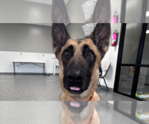 German Shepherd Dog-Unknown Mix Dogs for adoption in Imlay City, MI, USA