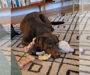 Labrador Retriever Dogs for adoption in Warrington, PA, USA