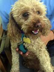 Poodle (Miniature) Dogs for adoption in Ventura, CA, USA
