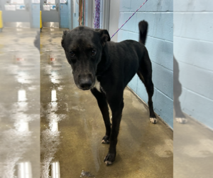 Labrador Retriever-Unknown Mix Dogs for adoption in Evansville, IN, USA
