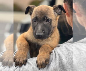 Mutt Dogs for adoption in Dana Point, CA, USA