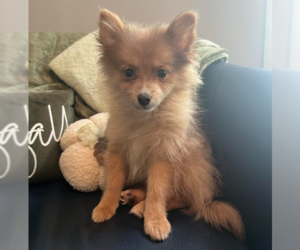 Pomeranian Dogs for adoption in Brooklyn Center, MN, USA