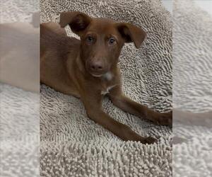 Shepradors Dogs for adoption in Conroe, TX, USA