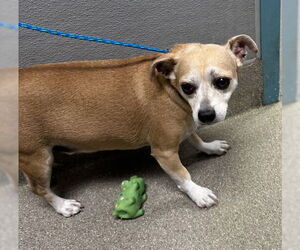 Chihuahua-Unknown Mix Dogs for adoption in Las Vegas, NV, USA