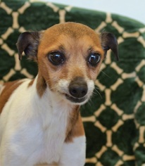 Rat Terrier Dogs for adoption in New Iberia, LA, USA