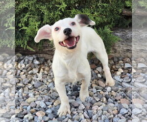 Rat Terrier Dogs for adoption in Albuquerque, NM, USA