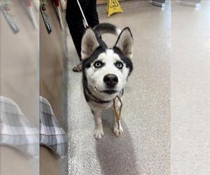 Siberian Husky Dogs for adoption in Louisville, KY, USA
