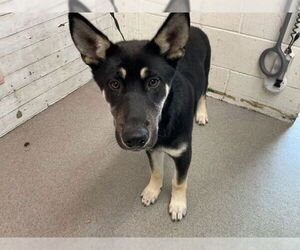 German Shepherd Dog Dogs for adoption in San Bernardino, CA, USA