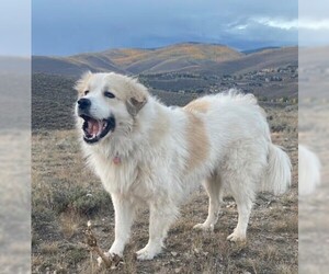 Great Pyrenees Dogs for adoption in Winter Park, CO, USA