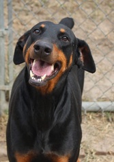 Doberman Pinscher Dogs for adoption in Canton, CT, USA