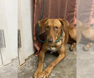 Labrador Retriever Dogs for adoption in Rosenberg, TX, USA