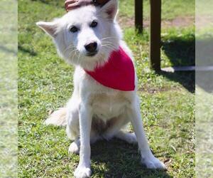Border Collie-Unknown Mix Dogs for adoption in San Antonio, TX, USA