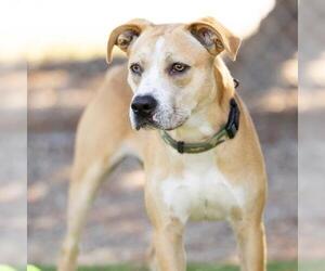 American Pit Bull Terrier-Unknown Mix Dogs for adoption in Camarillo, CA, USA