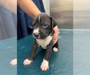 Labrador Retriever-Unknown Mix Dogs for adoption in Mobile, AL, USA