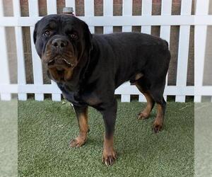 Rottweiler Dogs for adoption in Modesto, CA, USA