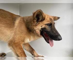 German Shepherd Dog Dogs for adoption in Houston, TX, USA
