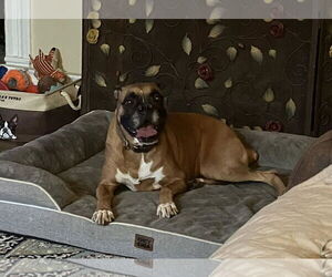 Boxer Dogs for adoption in Burnsville, MN, USA