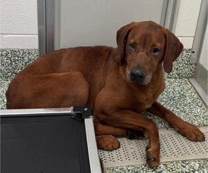 Redbone Coonhound-Unknown Mix Dogs for adoption in Salisbury, NC, USA