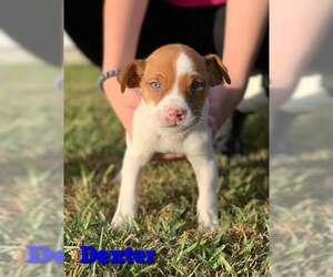 Boxer Dogs for adoption in Oakhurst, NJ, USA