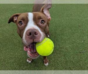 American Pit Bull Terrier Dogs for adoption in Dedham, MA, USA