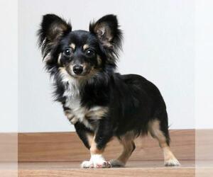 Papshund Dogs for adoption in Eden Prairie, MN, USA
