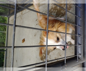 Chi-Corgi Dogs for adoption in Zanesville, OH, USA
