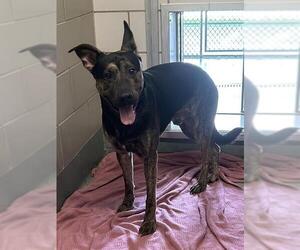 American Pit Bull Terrier-German Shepherd Dog Mix Dogs for adoption in Baytown, TX, USA