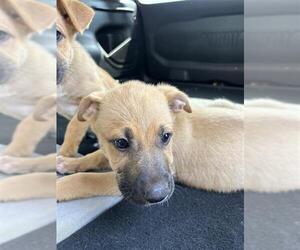 Black Mouth Cur Dogs for adoption in San Antonio, TX, USA