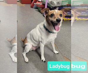 Jack Russell Terrier Dogs for adoption in Richmond, IN, USA