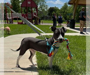 American Pit Bull Terrier-Unknown Mix Dogs for adoption in Germantown, OH, USA